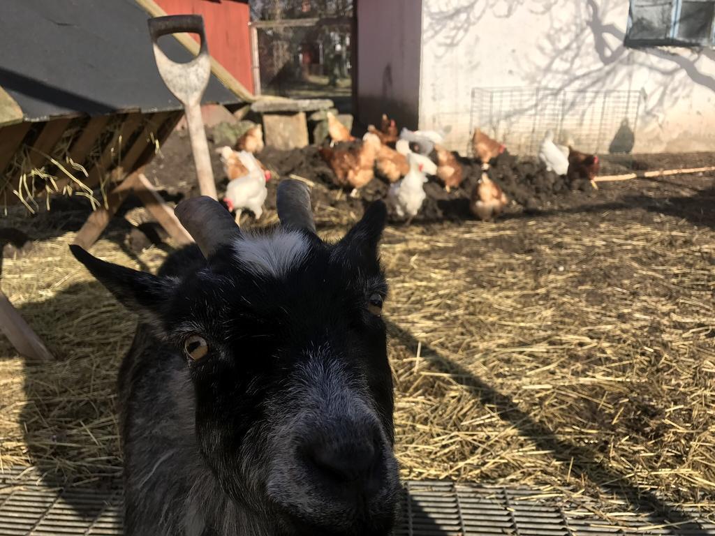 Aeventyrsgardens Vandrarhem, Kinnekulle Kallby Bagian luar foto